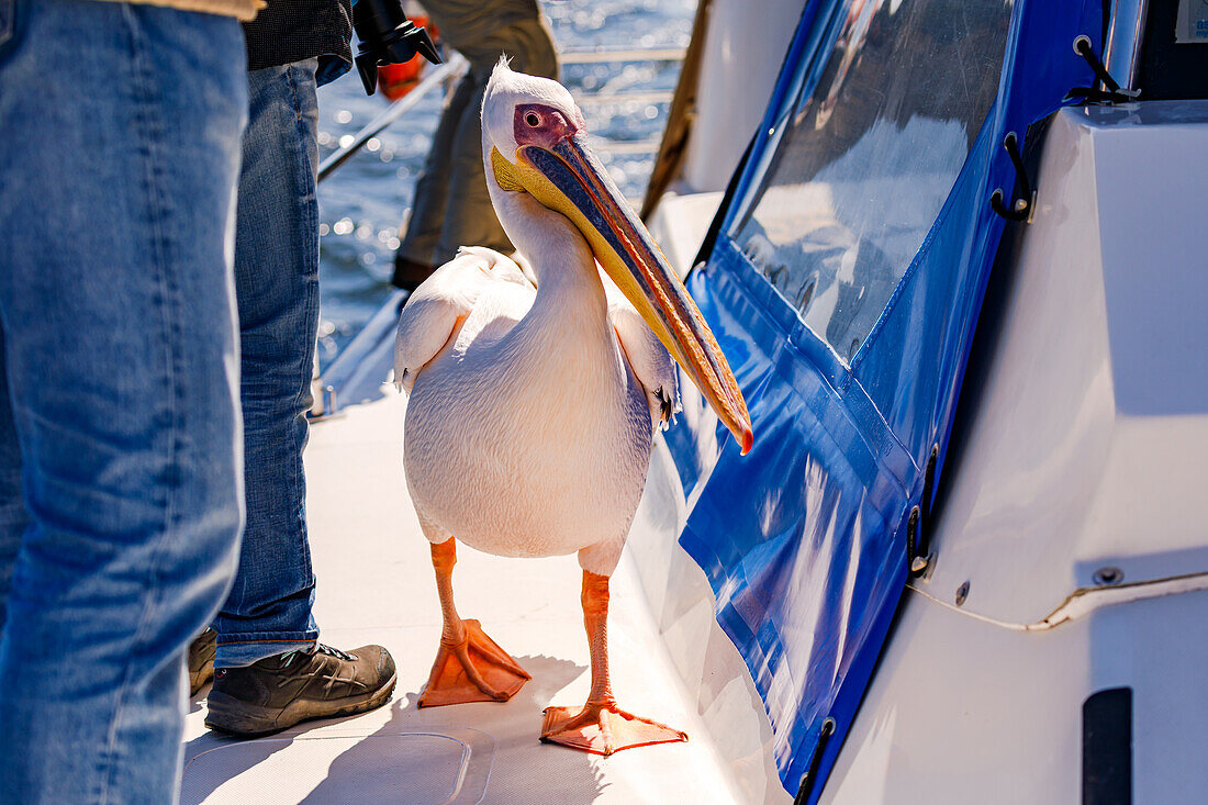 Ein großer Pelikan Vogel ist neugierig zu Besuch auf einem Boot mit Touristen, Walvis Bay, Namibia, Afrika