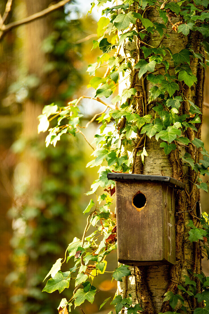 Ein Vogelhaus in einem Baum in einem kleinen Wald in Flandern, Belgien.