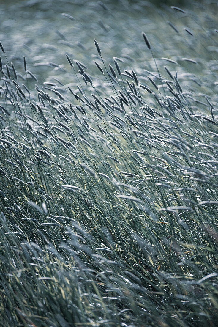 Color image of grass stems.