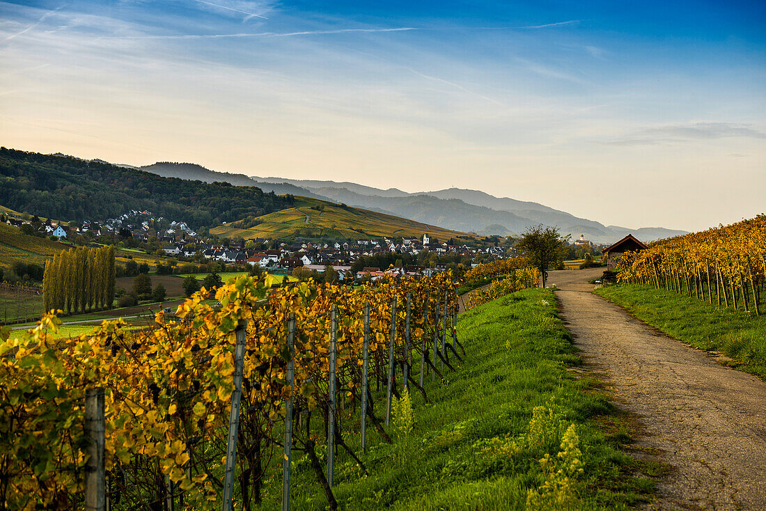 Dorf und herbstlich verfärbte Weinberge, Sonnenaufgang, Pfaffenweiler, bei Freiburg im Breisgau, Markgräflerland, Schwarzwald, Baden-Württemberg, Deutschland