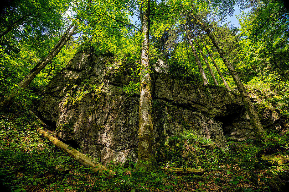 Frühling an der Buchberger Leite, Bayerischer Wald, Niederbayern, Bayern, Deutschland