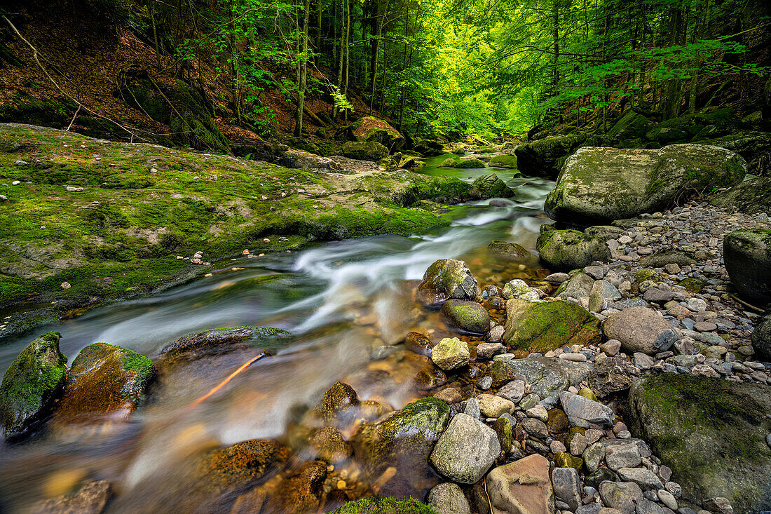 Spring at the Buchberger Leite, Bavarian Forest, Lower Bavaria, Bavaria, Germany