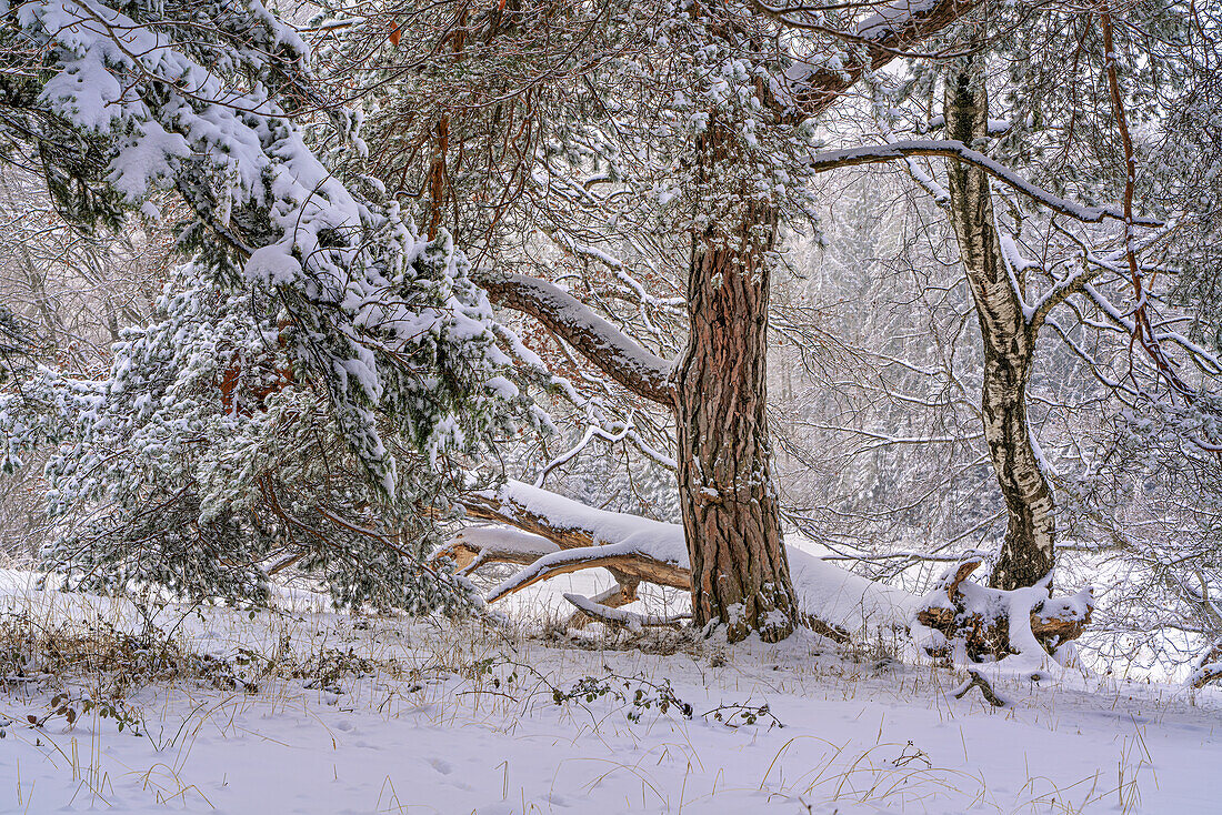 Winter trees on the Andechser Höhenweg, Andechs, Upper Bavaria, Bavaria, Germany