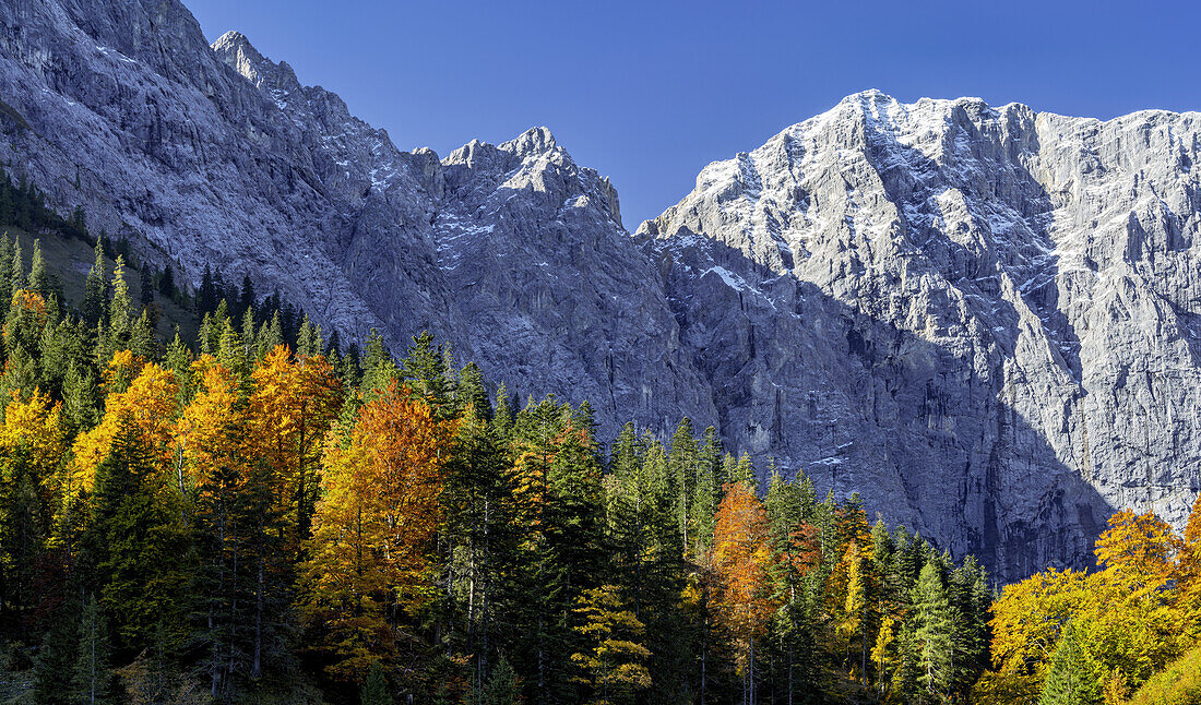 Bergwald im Herbst oberhalb des Großen Ahornbodens, Eng, Hinterriß, Karwendel, Tirol, Österreich