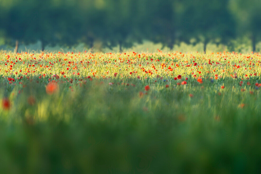 Flower meadow in spring in the morning mist, Weilheim, Bavaria, Germany, Europe