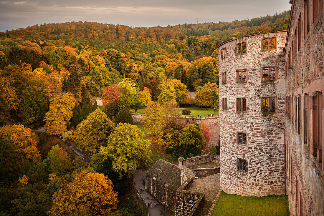 autumnal forest surrounds the ruins of Heidelberg Castle, Heidelberg, Baden-Wuerttemberg, Germany, Europe