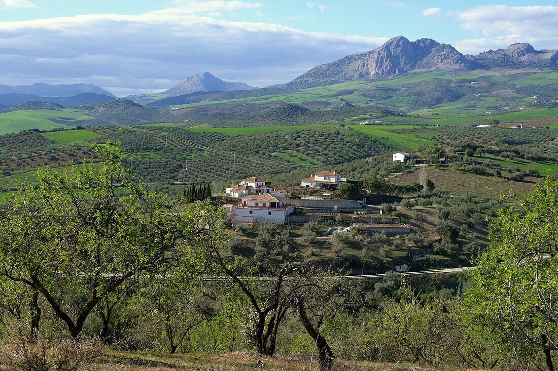 near Colmenar at the Parque Natural Montes de Malaga, Andalusia, Spain