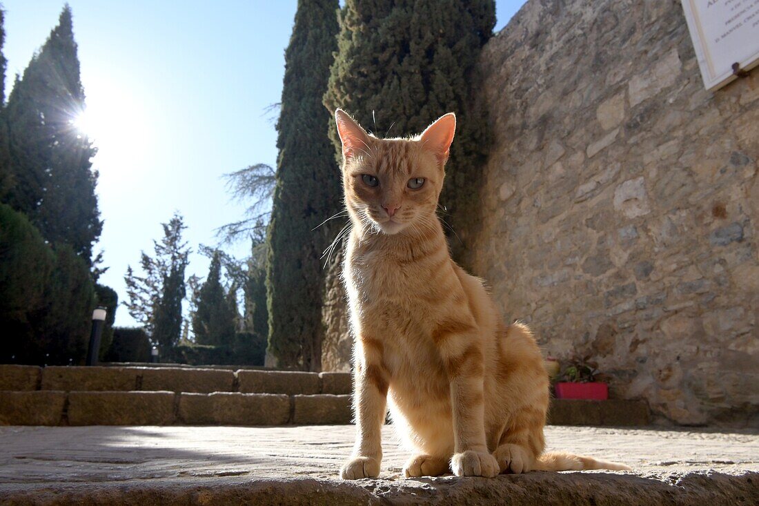 Katze auf der Burg von Antequera, Andalusien, Spanien