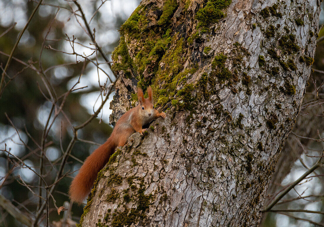 Eichhörnchen (Sciurus vulgaris) auf altem Baum am Ufer des Wallersees, Salzburg, Österreich