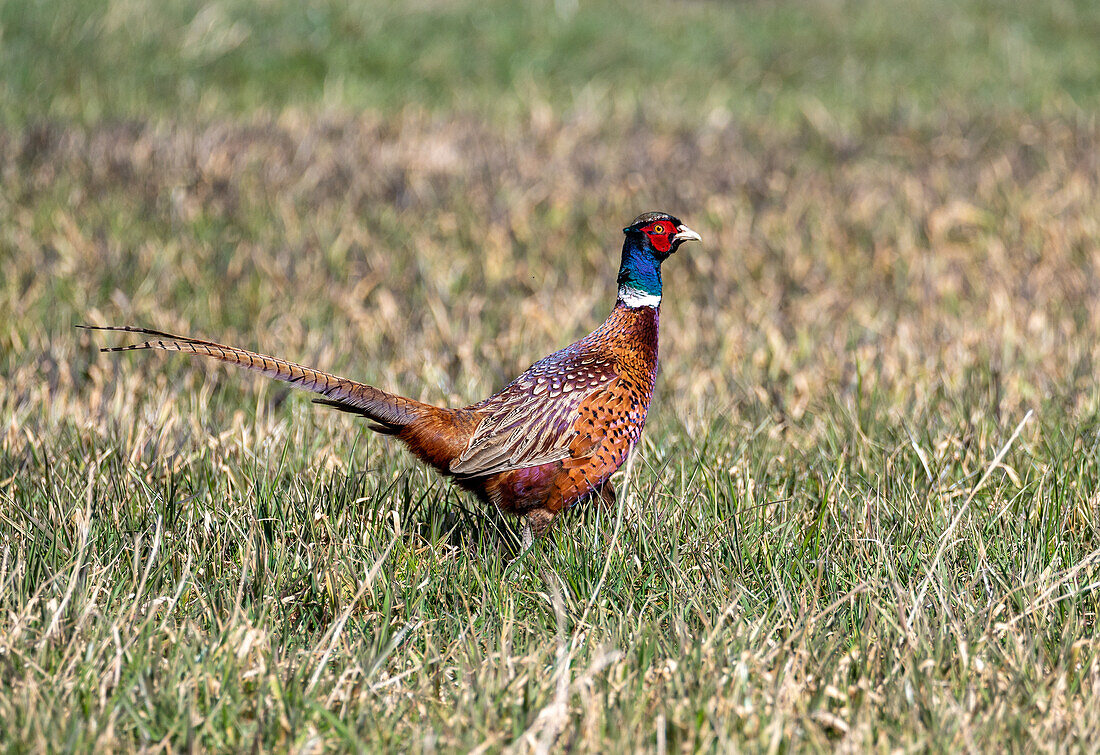 Fasan (Phasianus cochicus) in den Streuwiesen des Europaschutzgebiets Wenger Moor, Salzburg, Österreich