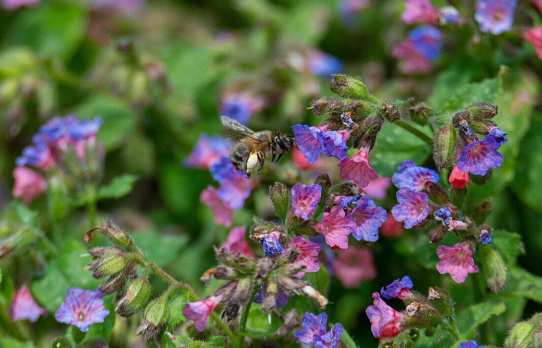 Wood bumblebee (Bombus sylvarum) consuming nectar on lungwort, European conservation area Ibmer Moor, Oberosterreich, Austria