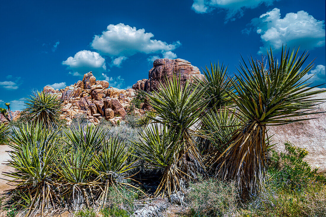 Joshua Tree National Park with blue skies, wildflowers and cactus blooms