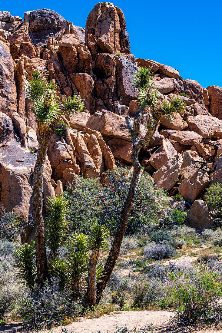 Joshua Tree Nationalpark mit blauem Himmel, Wildblumen und Kaktusblüten