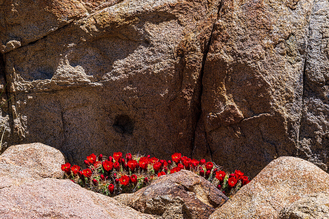 Joshua Tree National Park with blue skies, wildflowers and cactus blooms