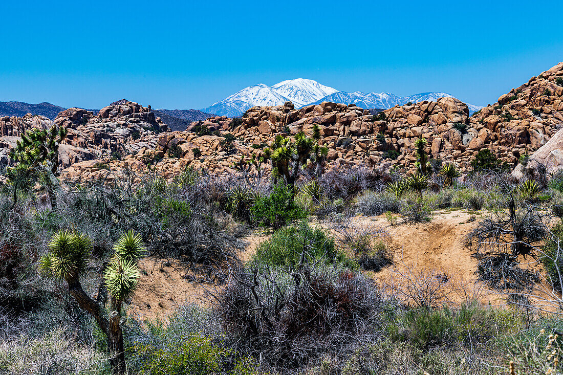 Joshua Tree National Park with blue skies, wildflowers and cactus blooms