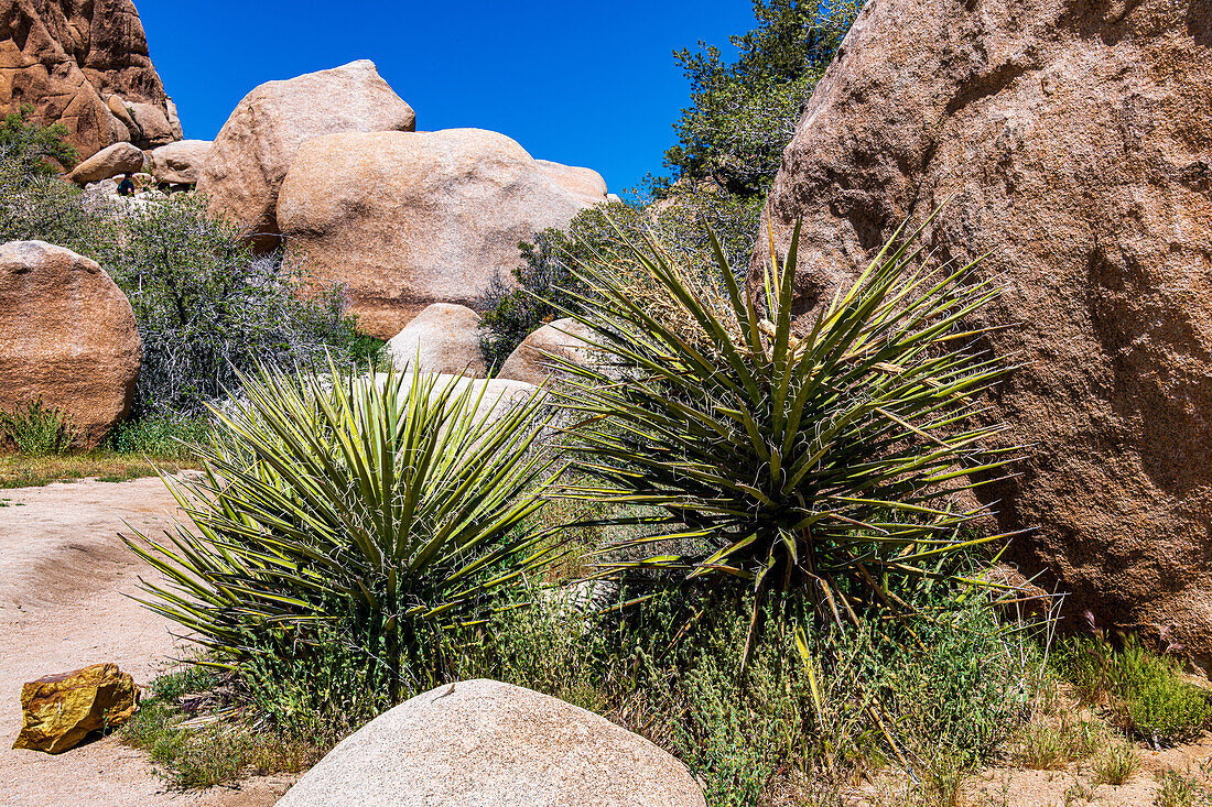 Joshua Tree Nationalpark mit blauem Himmel, Wildblumen und Kaktusblüten