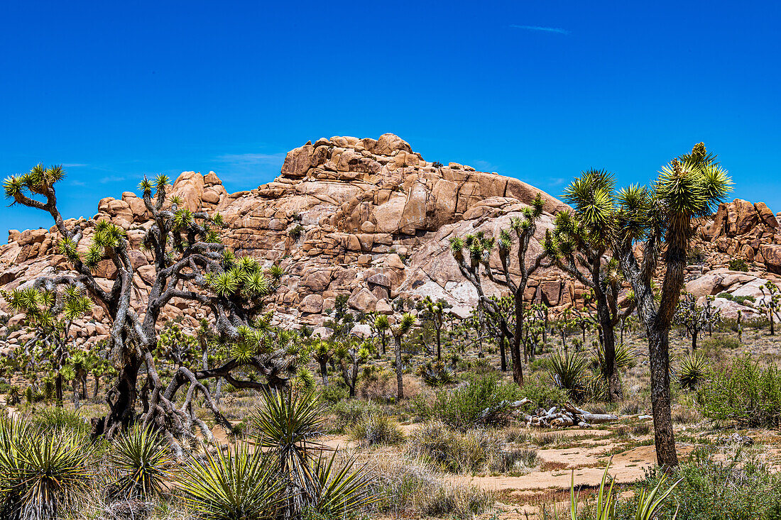 Joshua Tree National Park with blue skies, wildflowers and cactus blooms