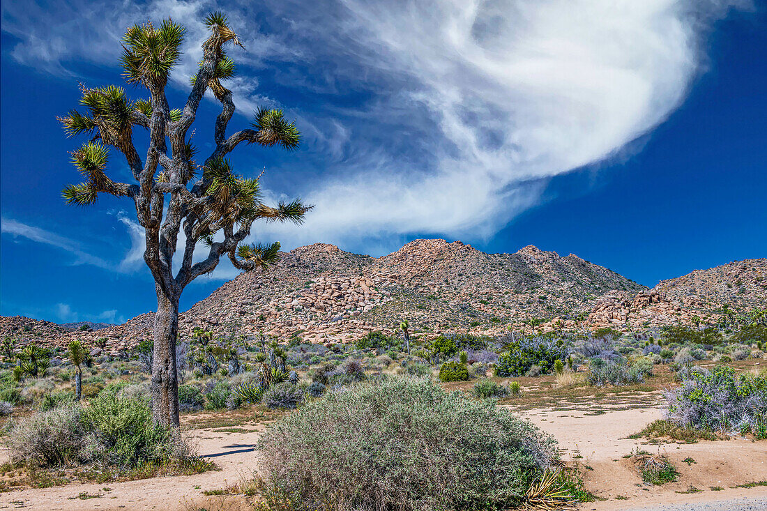 Joshua Tree National Park with blue skies, wildflowers and cactus blooms