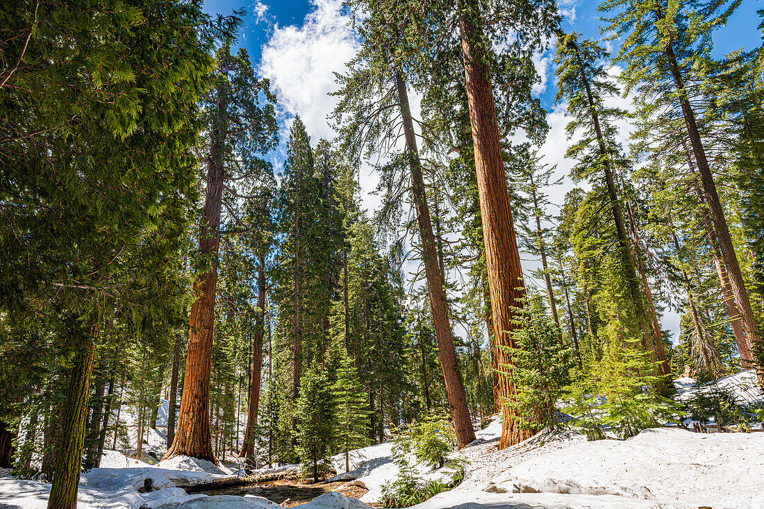 Morning sunlight through the General grant Grove of giant Sequoias in Kings Canyon Natiional Park