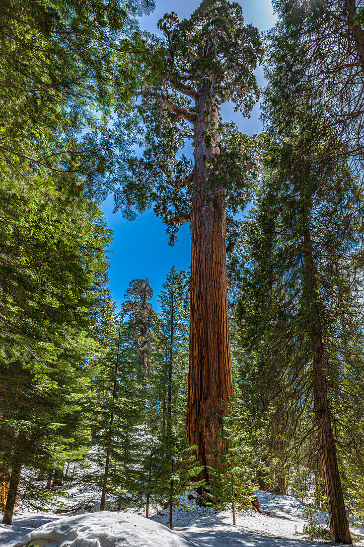 Morning sunlight through the General grant Grove of giant Sequoias in Kings Canyon Natiional Park