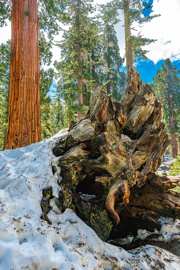 Baumstumpf neben Riesenmammutbaum im Kings Canyon National Park