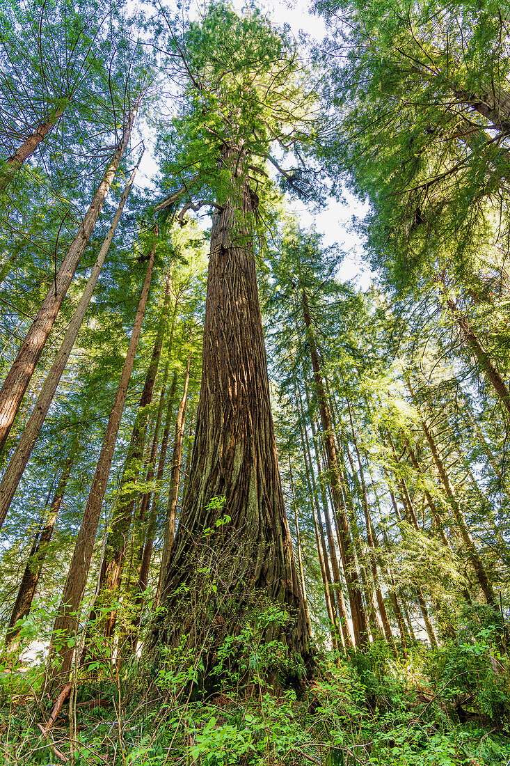 Sonnenlicht dringt durch die riesigen Mammutbäume an der Küste Kaliforniens im Redwood-Nationalpark
