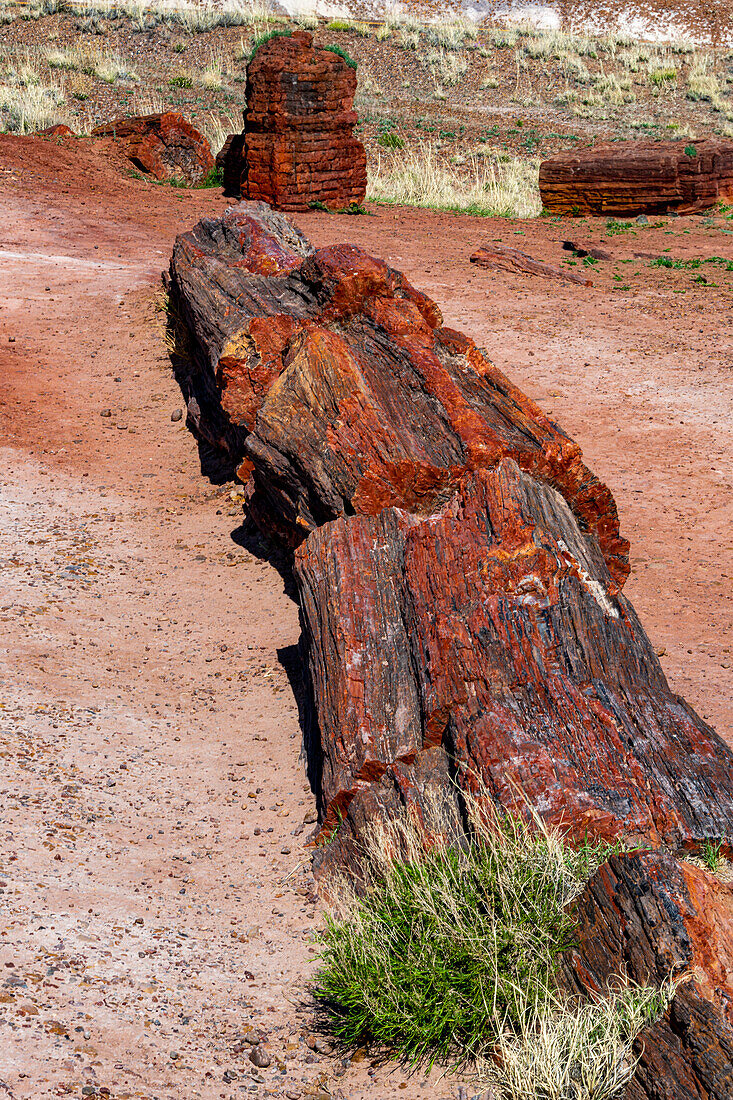 Wunderschöne Farben, versteinerte Bäume im Petrified-Forest-Nationalpark, Arizona, USA