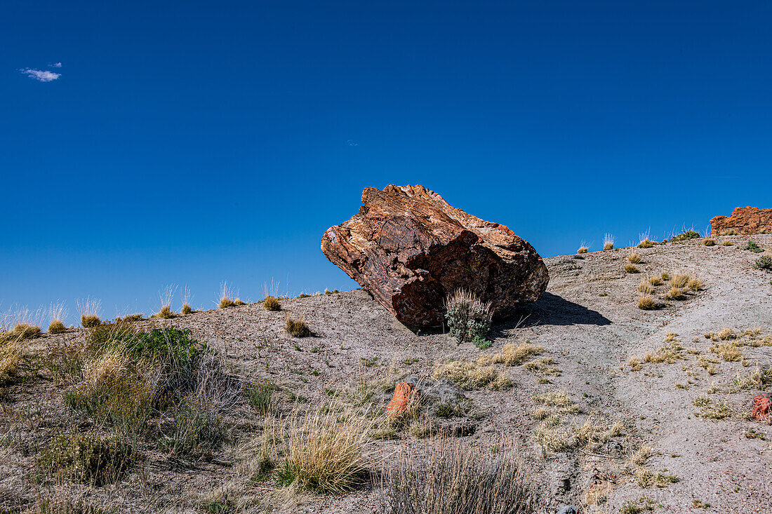 Beautiful colrs in Petrified Trees in Petrified Forest National Park