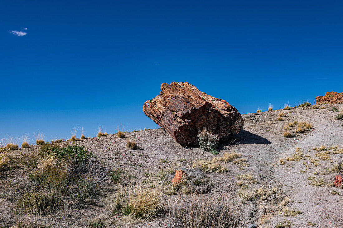 Wunderschöne Farben, versteinerte Bäume im Petrified-Forest-Nationalpark, Arizona, USA