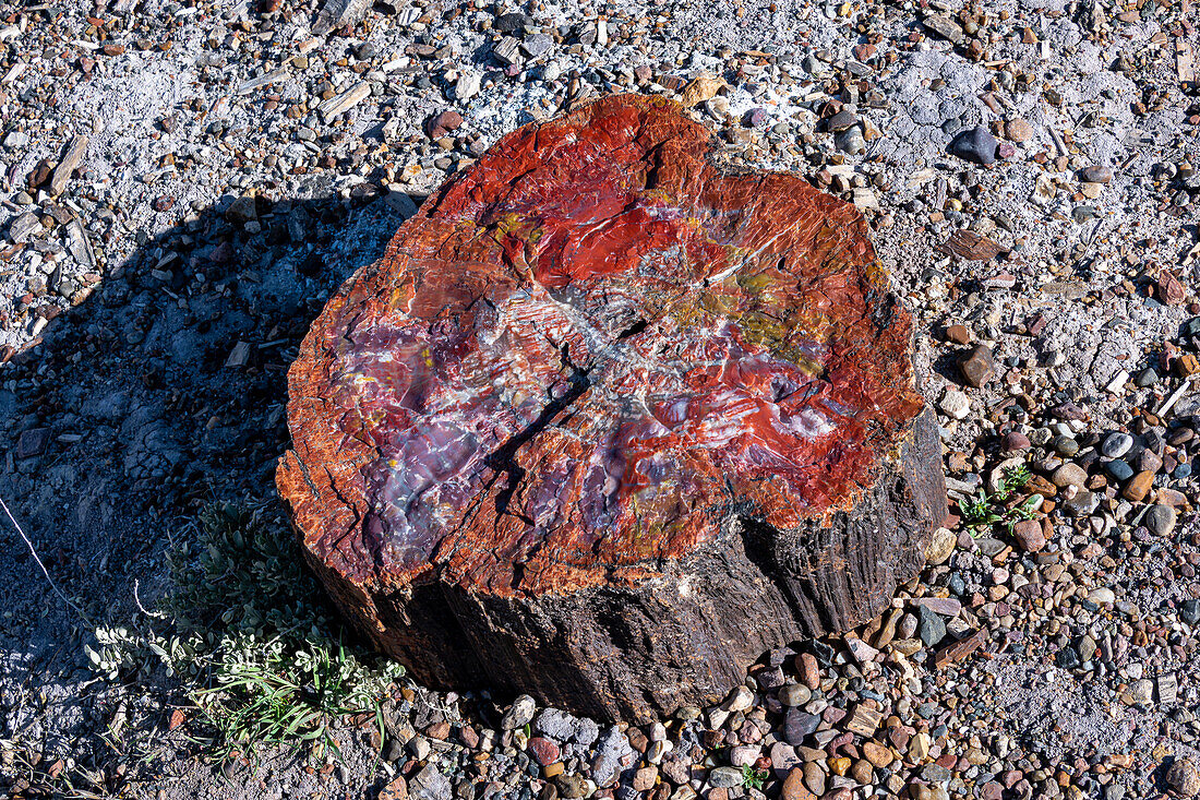 Beautiful colrs in Petrified Trees in Petrified Forest National Park