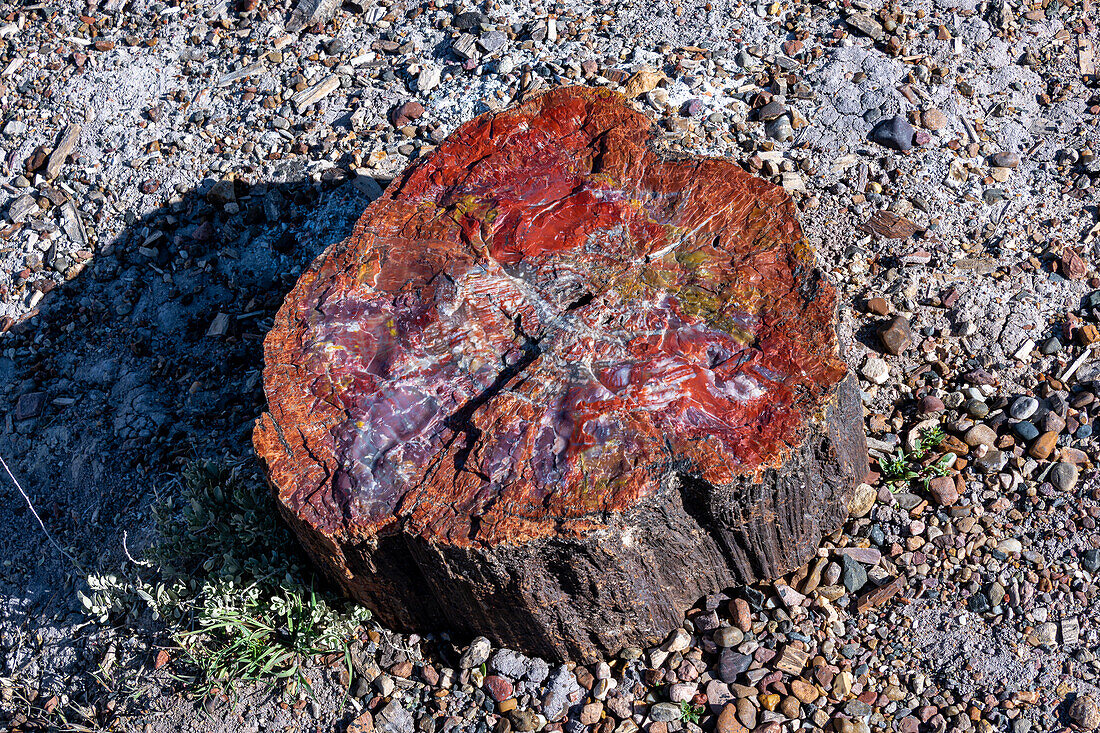 Wunderschöne Farben, versteinerte Bäume im Petrified-Forest-Nationalpark, Arizona, USA