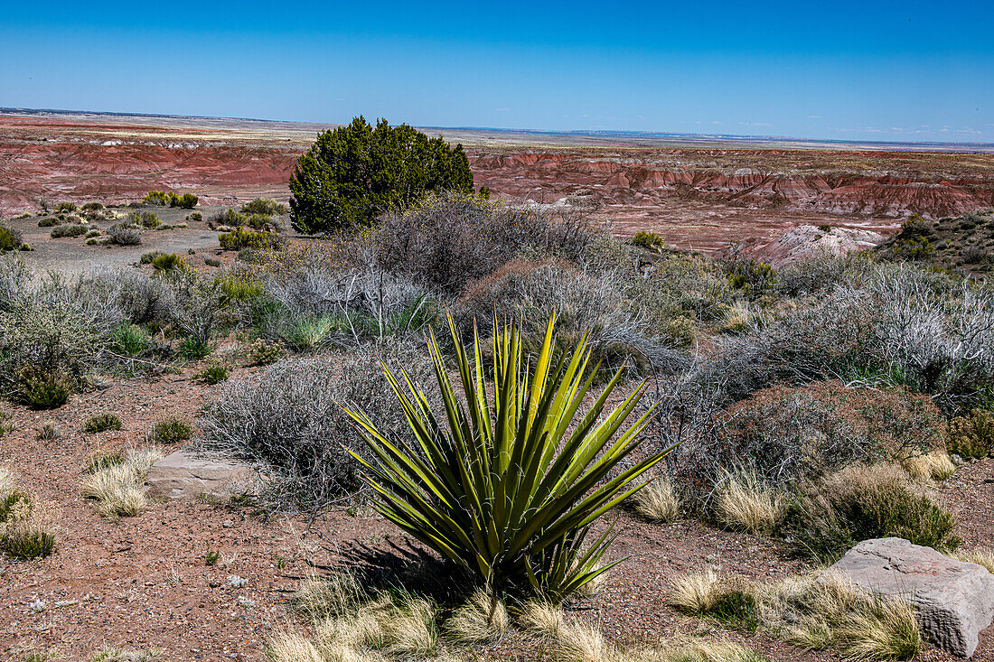 Blick auf die Painted Desert im Petrified-Forest-Nationalpark, Arizona, USA