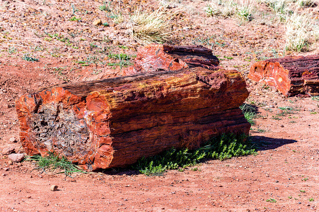 Wunderschöne Farben versteinerte Bäume im Petrified-Forest-Nationalpark, Arizona, USA