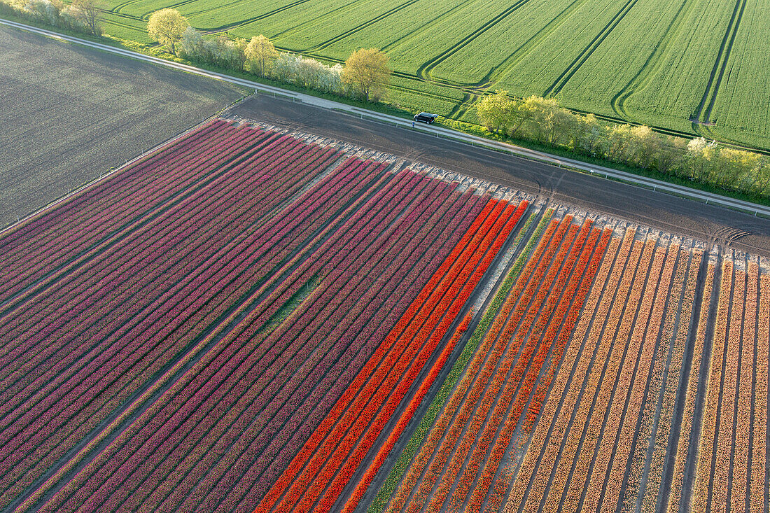 Tulip field from a bird's eye view, Schwaneberg, Saxony-Anhalt, Germany