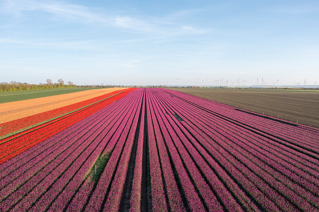 Tulpenfeld, lila Tulpen, Schwaneberg, Sachsen-Anhalt, Deutschland