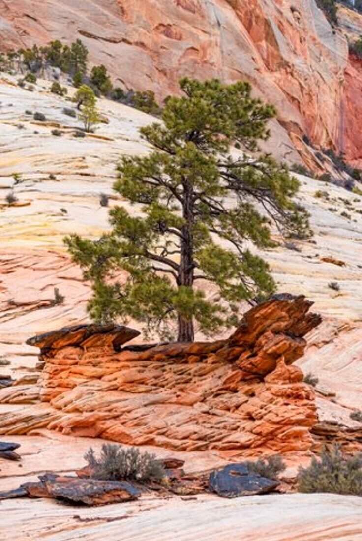 Erodierte Felsformationen in der Landschaft des Zion-Nationalpark in Utah, USA.