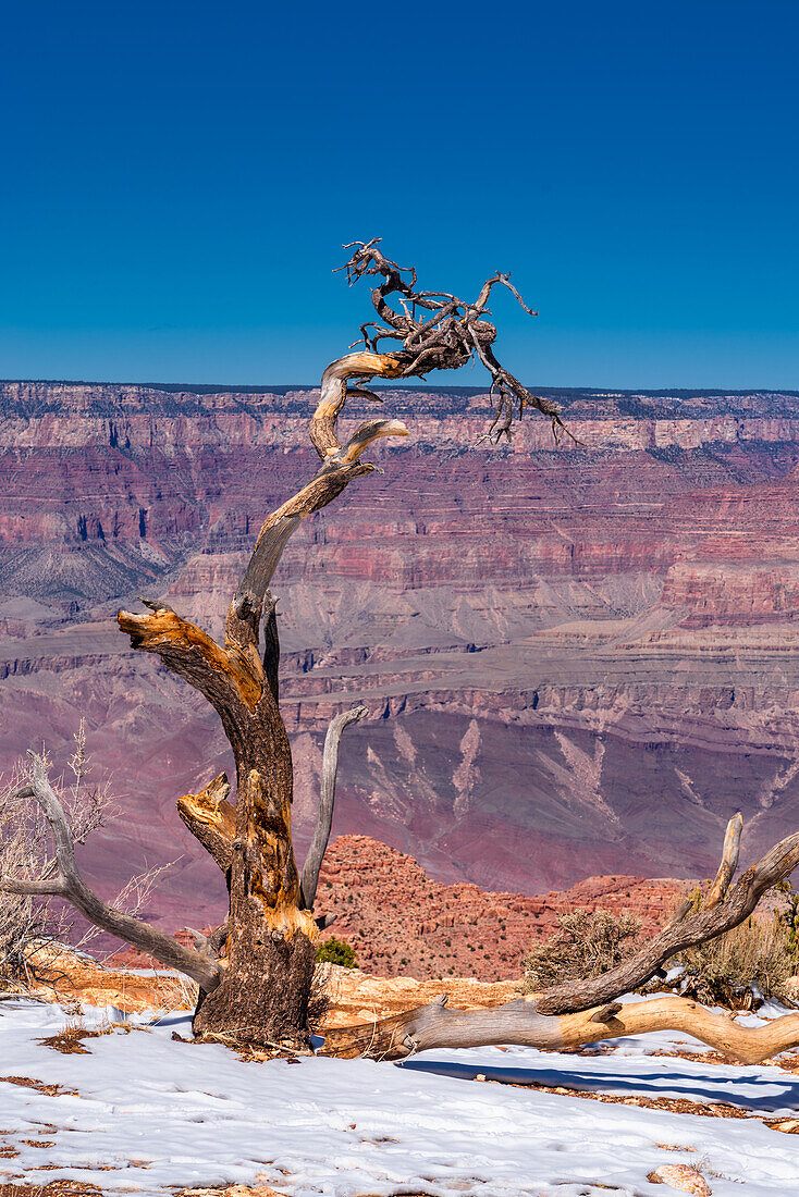 Krummer Baum im Schnee am Südrand des Grand Canyon, Arizona, USA