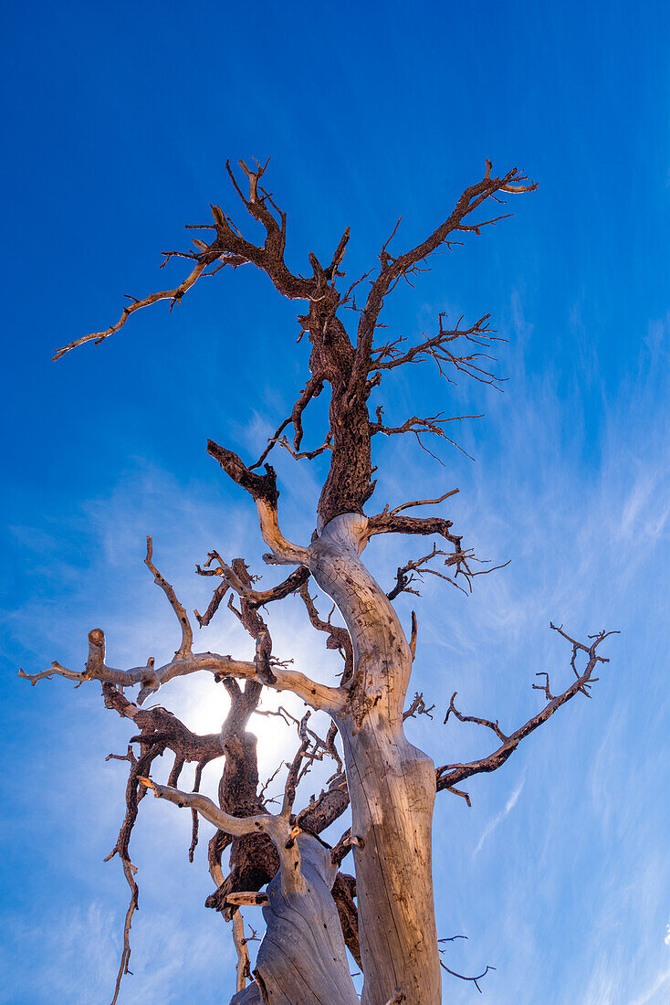 Krummer Baum in der Colorado-Wüste, Colorado, USA