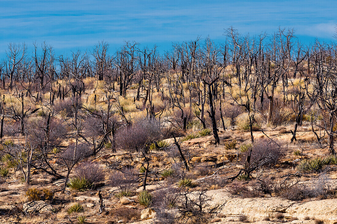 Burnt and charred trees and plants on the Mesa Verde National Park, Colorado.