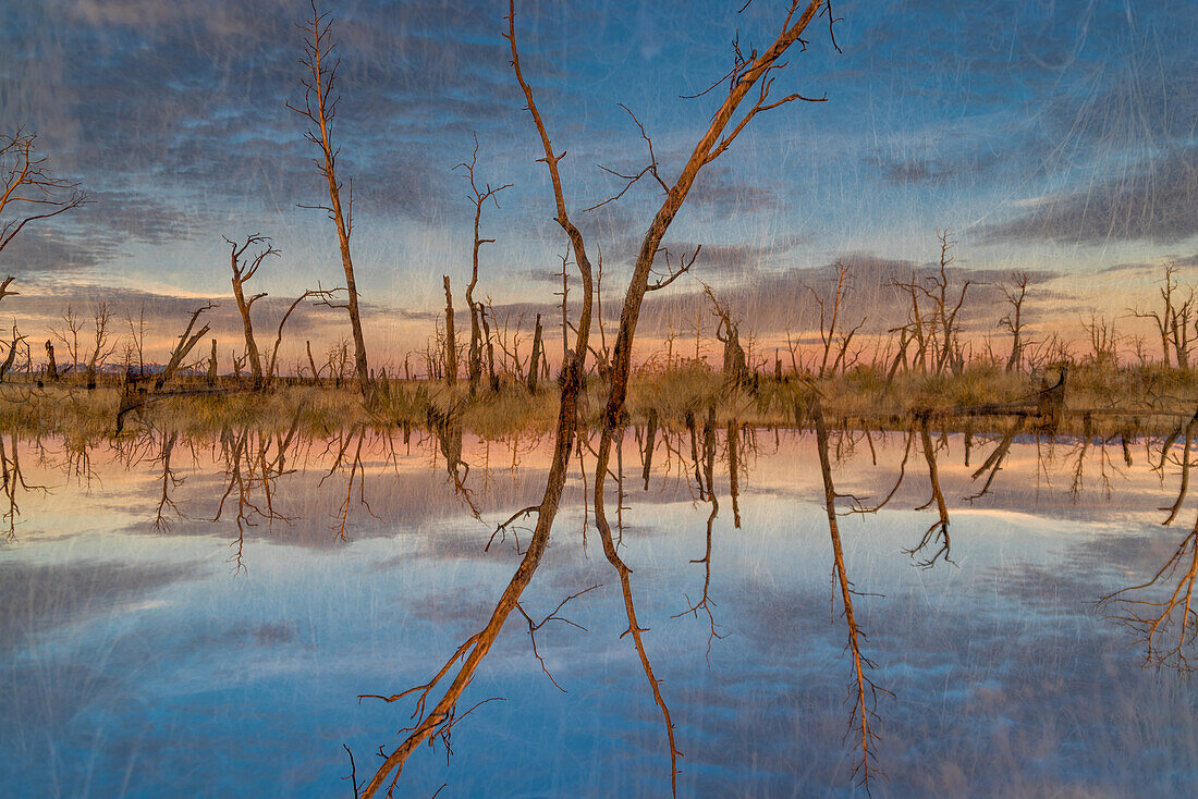 Double exposure of burnt and charred trees and plants in the evening light on the Mesa Verde National Park, Colorado.