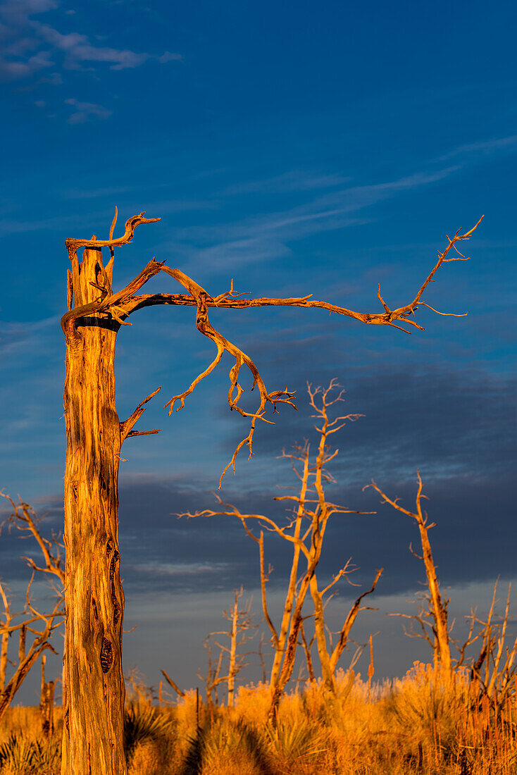 Burnt and charred trees and plants in the evening light on the Mesa Verde National Park, Colorado.