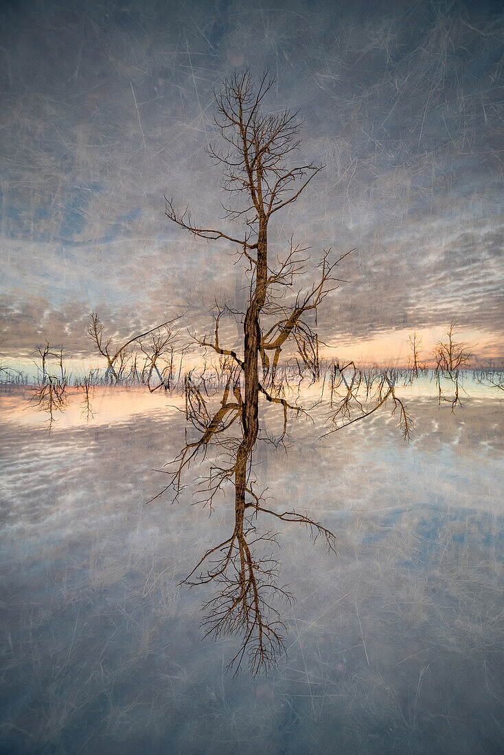 Double exposure of burnt and charred trees and plants in the evening light on the Mesa Verde National Park, Colorado.