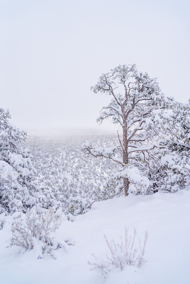 Snowy trees on a mountain in Utah, USA.