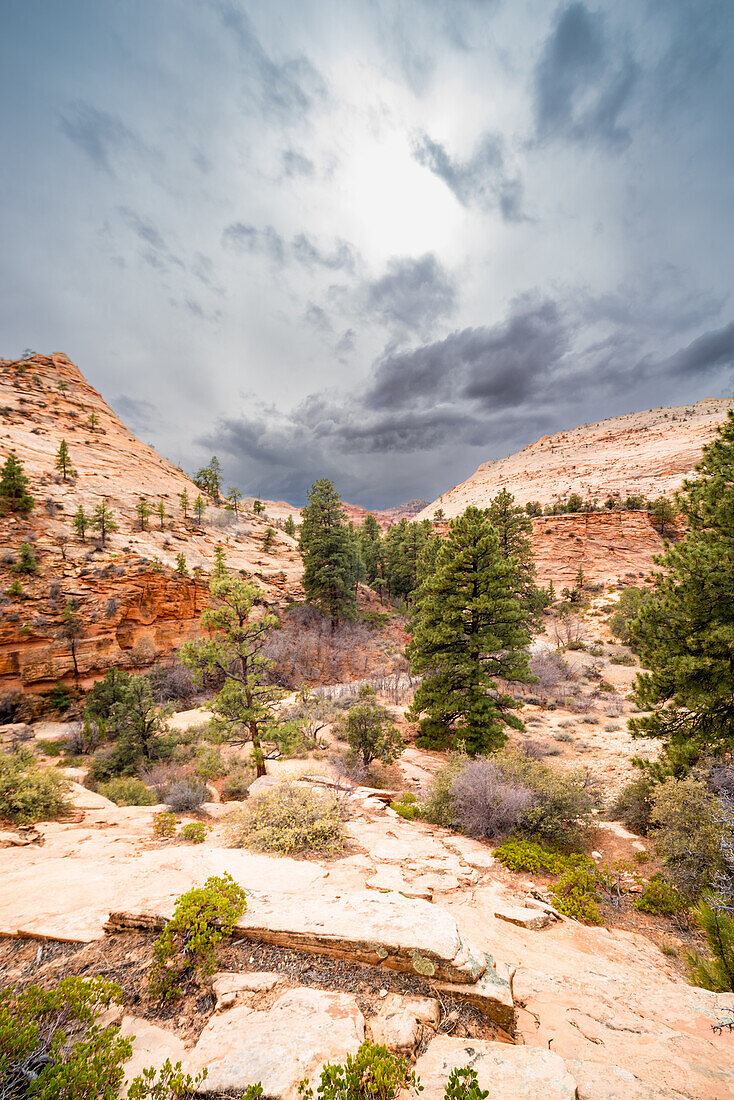 Durch Wind und Wetter erodierte Felsformationen im Zion-Nationalpark, Utah.