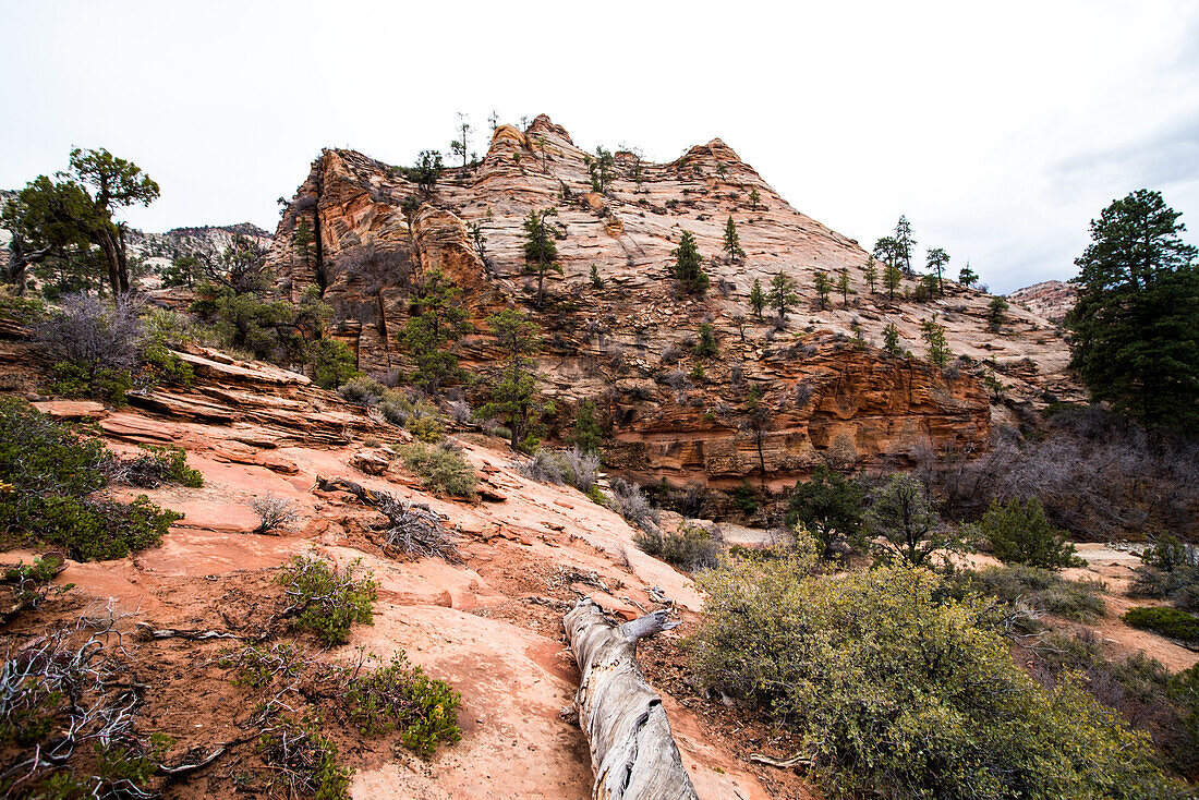 Durch Wind und Wetter erodierte Felsformationen im Zion-Nationalpark, Utah.