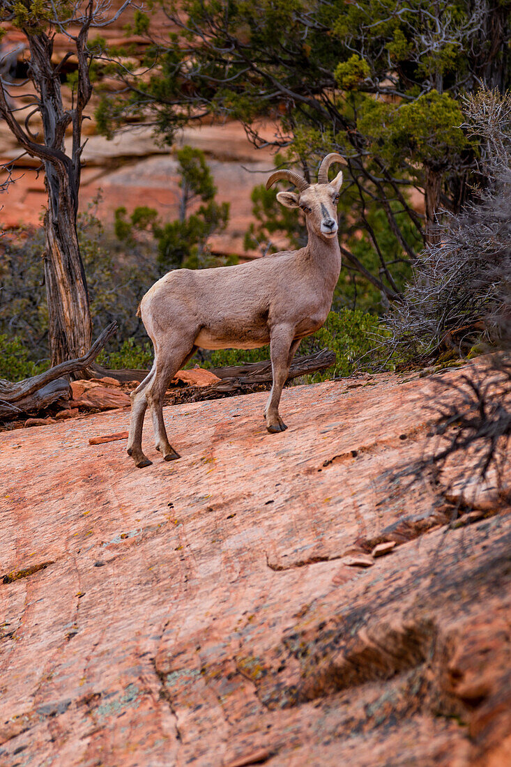 Bighorn sheep living in the Zion National Park in Utah, USA.