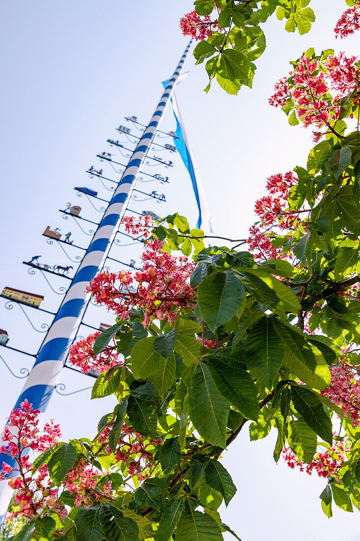 Maypole with a Bavarian flag in the wind in front of red blossoming horse chestnuts