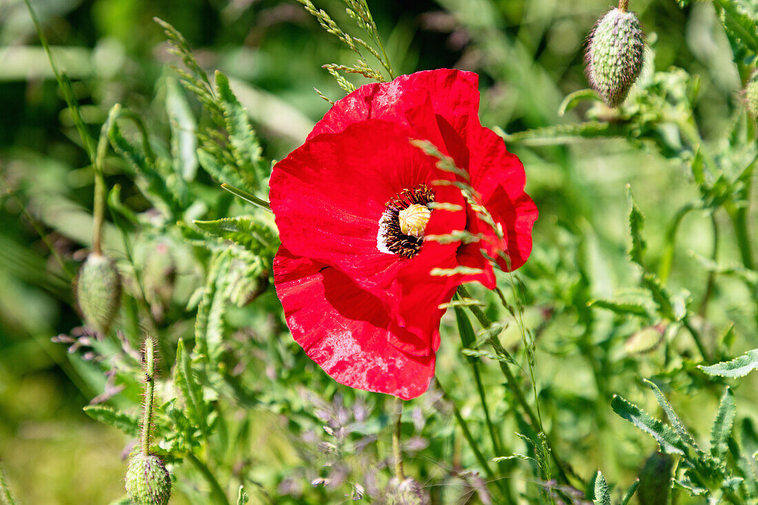 Klatschmohn, Papaver rhoeas, Blüte und Blütenknospen