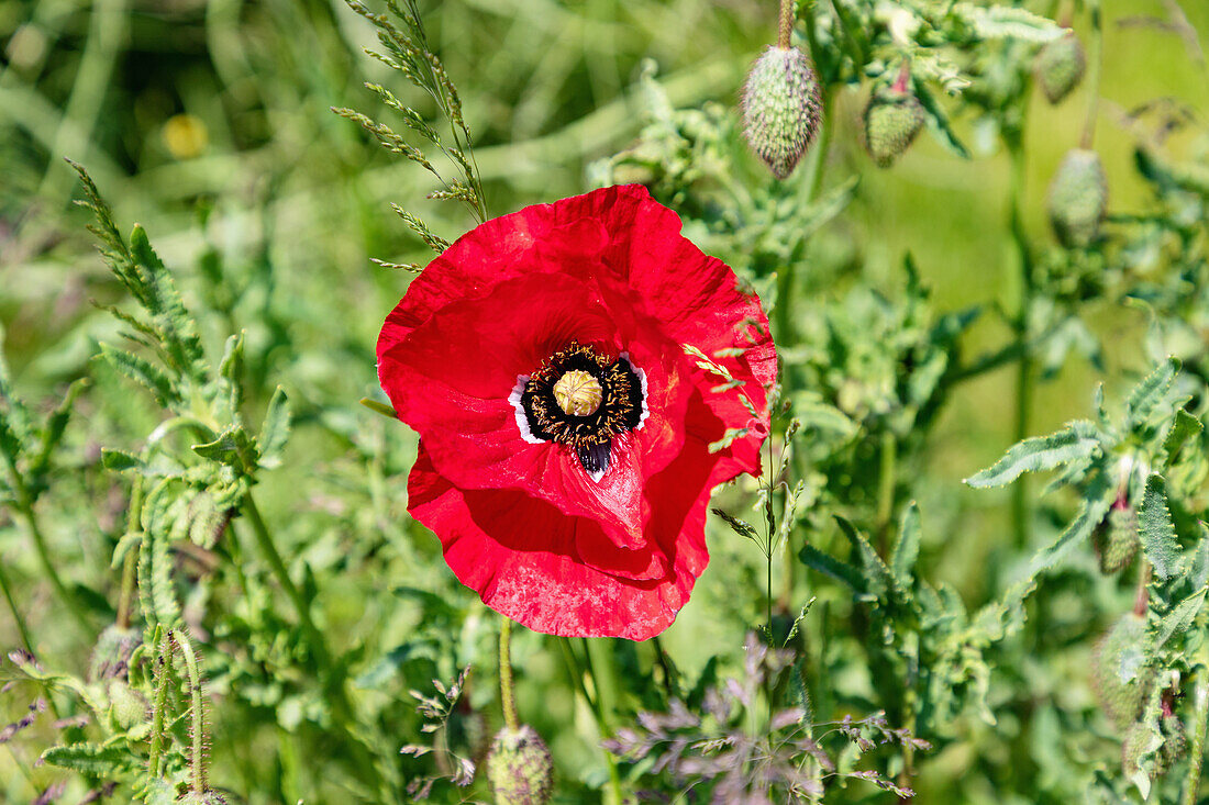 Corn poppy, Papaver rhoeas, flower and flower buds