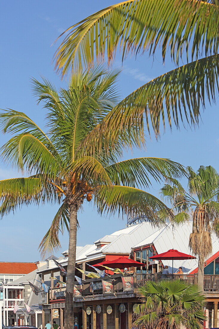 Palmen vor der Bar 'Sharkeez Bar and Grill', Nassau, Insel New Providence, The Bahamas